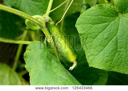 Image juicy green ripe cucumber cucumber hanging on the vine