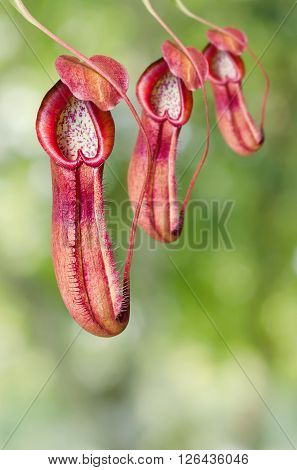monkey pocket plant in natural green background