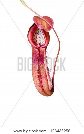 monkey pocket plant isolated over white background