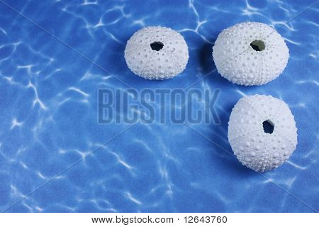 Três conchas do mar