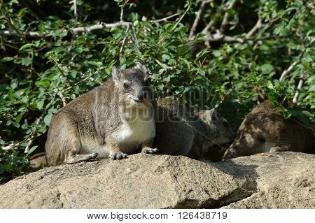 rock hyrax (Procavia capensis) or rock badger in natural habitat
