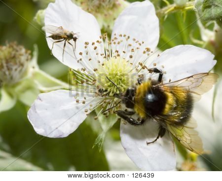 Biene auf Wild Rose