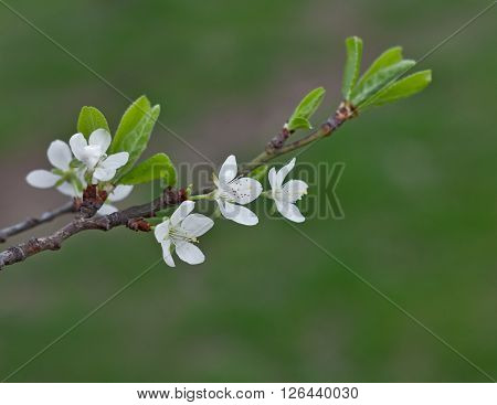 Cherry tree flowers / Blooming cherry tree branch with out of focus green grass background
