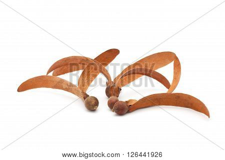 Dipterocarpus Alatus Seed