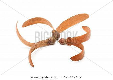 Dipterocarpus Alatus Seed