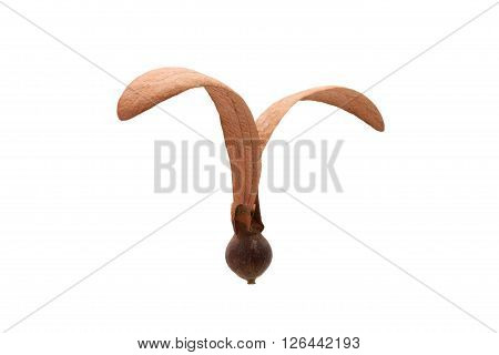 Dipterocarpus Alatus Seed