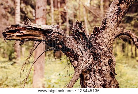 Big brown old snag in sunny summerforest