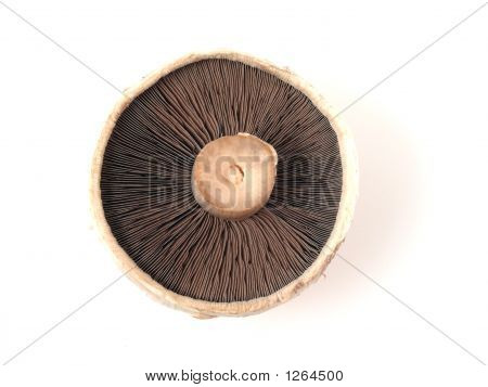 Mushroom