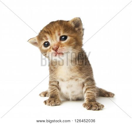 Cute grey striped kitten. Cute sad kitten 2 weeks old, creeping isolated at white background. Adorable pet. Small heartwarming kitten. Little cat. Closeup isolated. High key