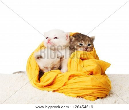 White and grey kittens. Cute kittens in a yellow cotton textile isolated at white background. Adorable pets. Small heartwarming kittens. Little cats. Animals isolated. High key