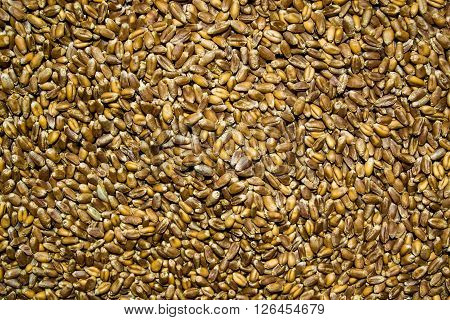 Processed Organic Wheat Grains As Agricultural Background.