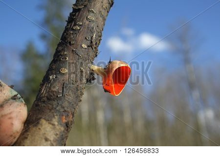 red spring sarcoscypha mushroom on a rotten branch