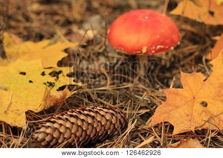 Death Cap Mushroom And Abscissed Leaves