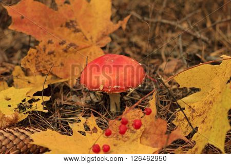 Death Cap Mushroom And Abscissed Leaves