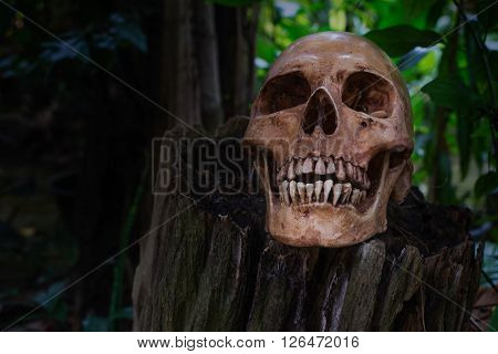 Skull on stump in the wood; dark background