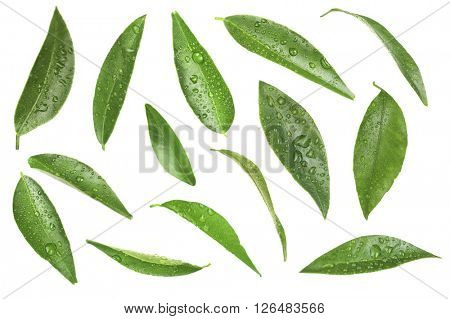 Green citrus leaves, isolated on white