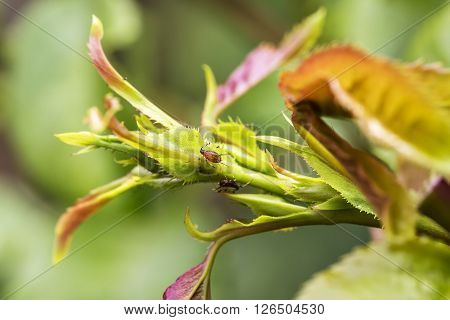 Pests, Plants Diseases. Aphid Close-up On Rose Bud.