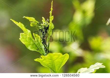 Pests, Plants Diseases. Aphid Close-up On A Plant.
