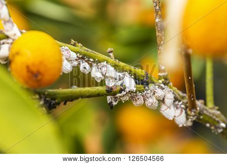 Pest Mealybug Closeup On The Citrus Tree