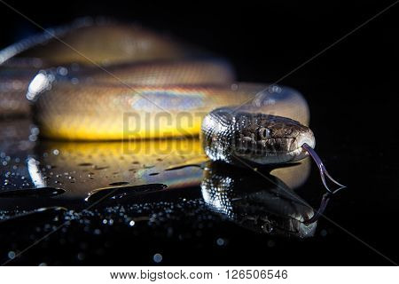 Single Rainbow Serpent Water Python - Liasis fuscus - isolated on black mirror