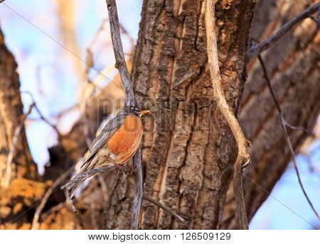 Robin (Turdus migratorius) sitting in a tree.