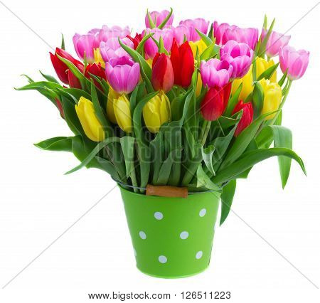 fresh yellow, purple and red bloomig tulips in green pot isolated on white background