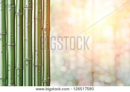 closeup of chinese green bamboo