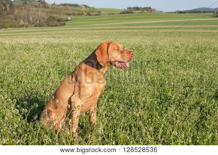 Hungarian hunting hound on a greenfield site. Spring sunny day on hunting with dogs. Viszla on a green field. Hound.