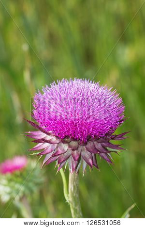Wild Flowers