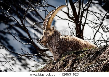 Alpine horned mammal named steinbock or capra ibex in mountain