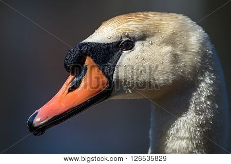 Head of Mute swan (Cygnus olor) against blue water