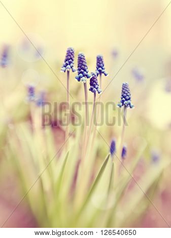 Blue muskari blossom in the spring. Photo taken with Lensbaby