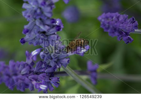 Honeybee gathering pollen in tall purple flower