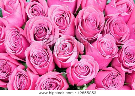 roses everywhere -  of 