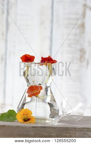 plant samples for analysis in scientific or cosmetic laboratory - essential oil extraction