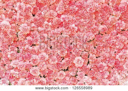 Beautiful carnation flowerPink flower background of carnation flower