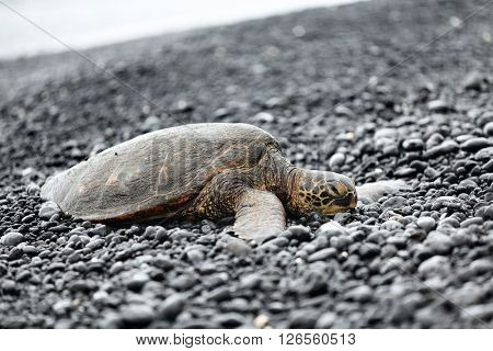 Turtle. Hawaiian sea turtles resting on beach on Big Island, Hawaii, USA.