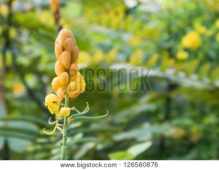 Christmas candle Ring worm Bush candle bush Flower