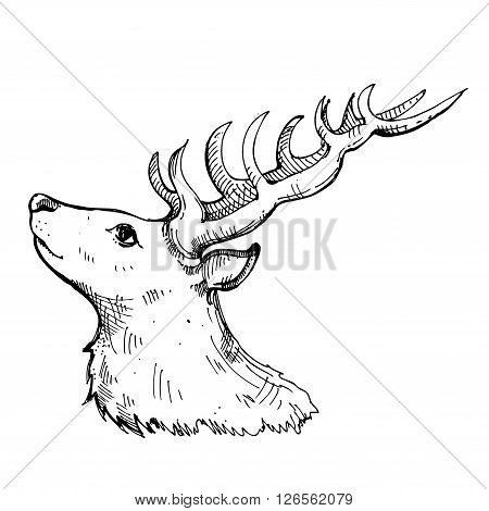 hand drawn ink deer on white background. Coloring page - design for adults poster print t-shirt invitation banners flyers.
