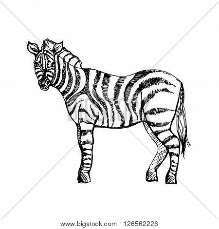 hand drawn ink zebra on white background. Coloring page - design for adults poster print t-shirt invitation banners flyers.