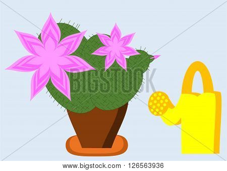 blooming cactus with rose flowers and watering can