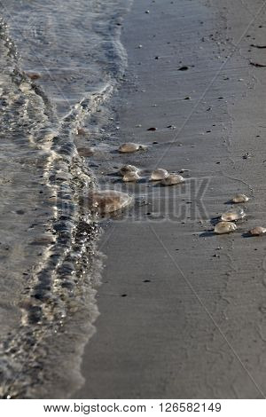 Few medusas on the sea coast beach
