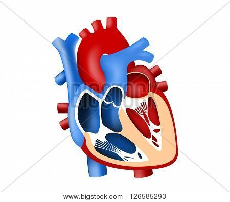 function and definition human heart tridimensional vector illustration