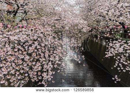 Nakameguro Canal this area is popular sakura spot in Tokyo with beautiful canal.