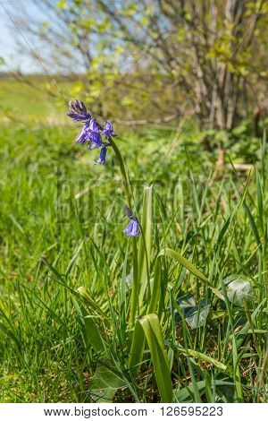 Purple budding and blossoming Common bluebell or Hyacinthoides non-scripta plant alone in the wild nature of the border region Netherlands-Belgium.