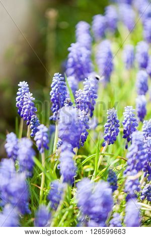 Grape Hyacinth Or Pink Lilac In Nature