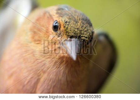 Close-up Portrait Of Chaffinch (fringilla Coelebs). Young Male