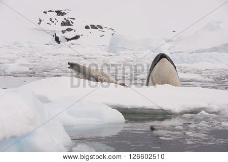 Killer whale spy hanting  for Crabeater seal in Antarctica
