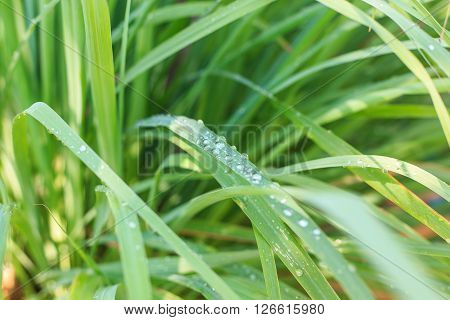 Lemongrass - herb plant fresh leaves and drop of water