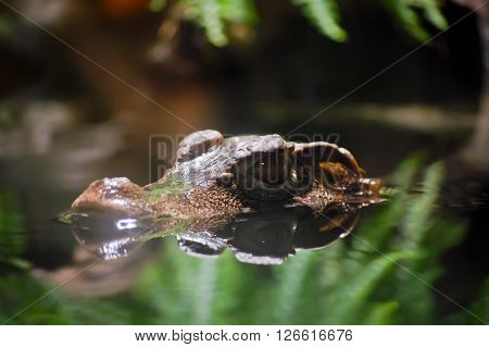 Head of an aligator in water surrounded with plants.